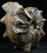 Large Mammites Ammonite - Goulmima, Morocco #27362-2